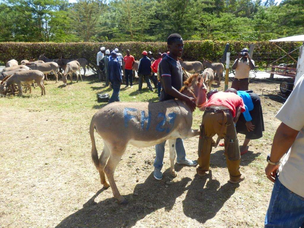 Donating_Donkeys_3