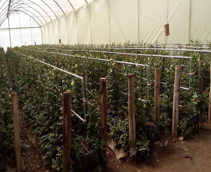 Trial Heating Project in Flamingo Greenhouses