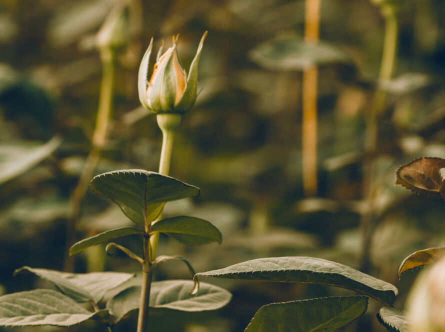 Flamingo Product lines Afriflora