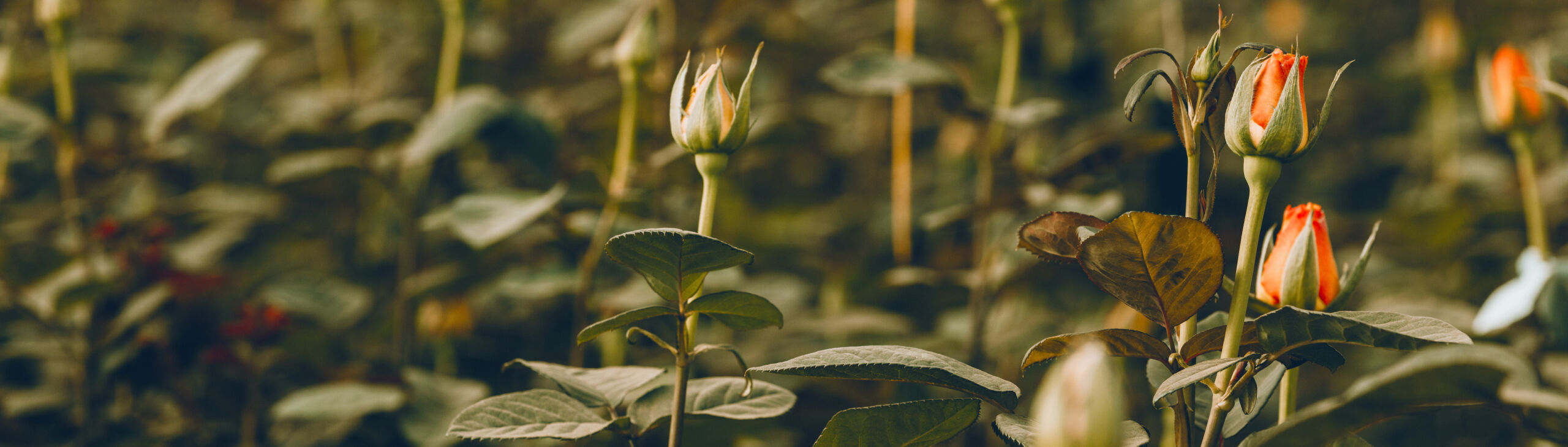 Flamingo Product lines Afriflora