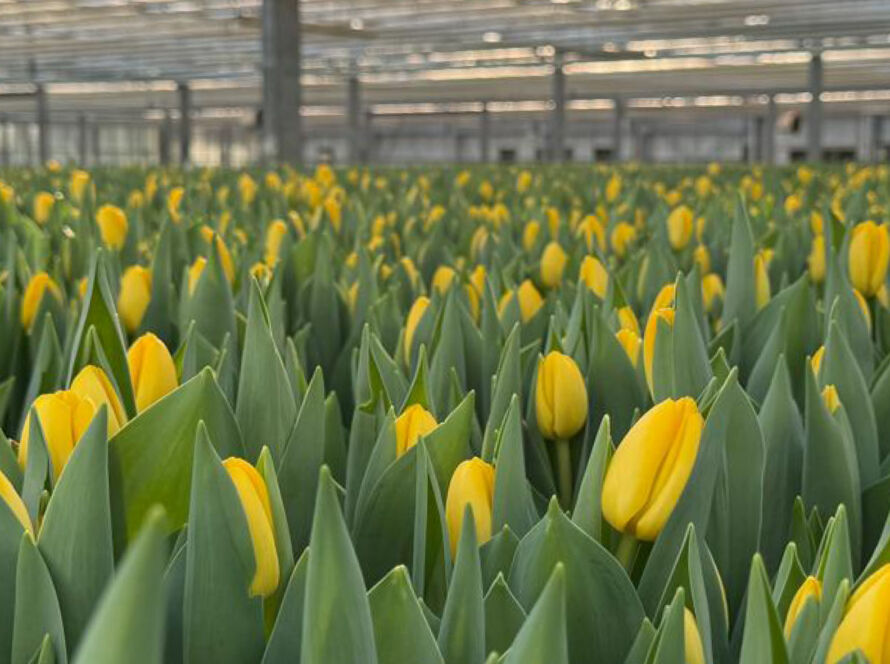 Website Product lines BIGOT 1