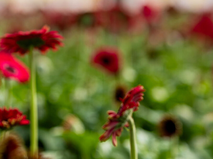 Flamingo Flowers Product lines